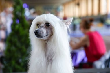 Köpek gösterisinde Sevimli beyaz Çin Tepeli köpek