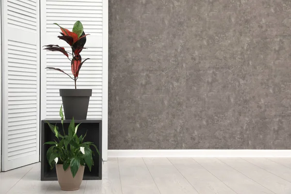 Interior de la habitación con plantas de interior en la pared gris. Decoración casera de moda —  Fotos de Stock