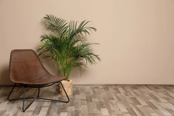 Wicker chair and home palm tree on floor at beige wall, space for text. Plants in trendy interior design