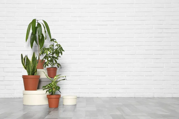 Berbeda indoor tanaman di dinding bata putih, ruang untuk teks. Dekorasi interior rumah Trendy — Stok Foto