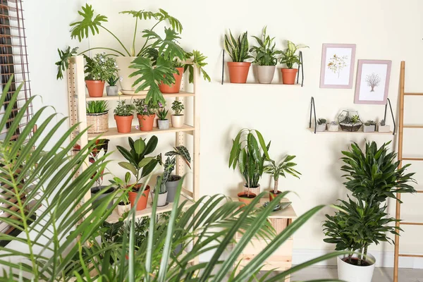 Farklı ev bitkileri ile şık oda iç