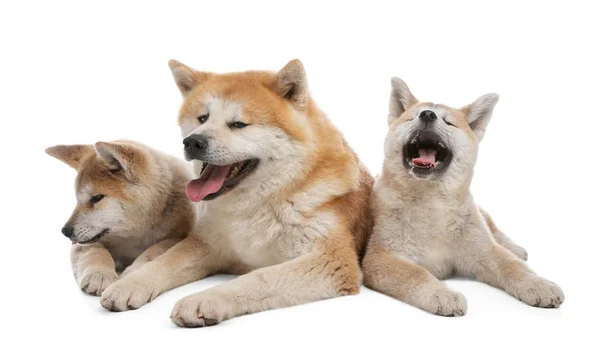 Entzückende akita inu Hund und Welpen isoliert auf weiß — Stockfoto