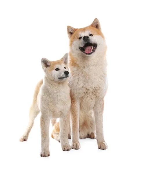 Очаровательная собака Акита Ину и щенок, изолированные на белом — стоковое фото