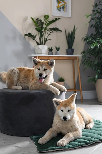 Cães Akita Inu bonitos no quarto com plantas de sala — Fotografia de Stock