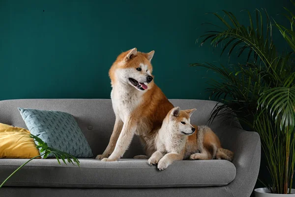 Śliczne psy Akita Inu na kanapie w pokoju z doniczkowe — Zdjęcie stockowe