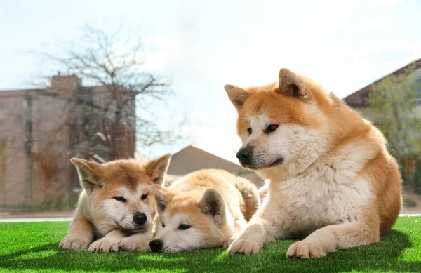 Adorabile Akita Inu cane e cuccioli su erba artificiale vicino alla finestra — Foto Stock