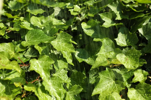 Hojas de hiedra verde con gotas de lluvia como fondo — Foto de Stock