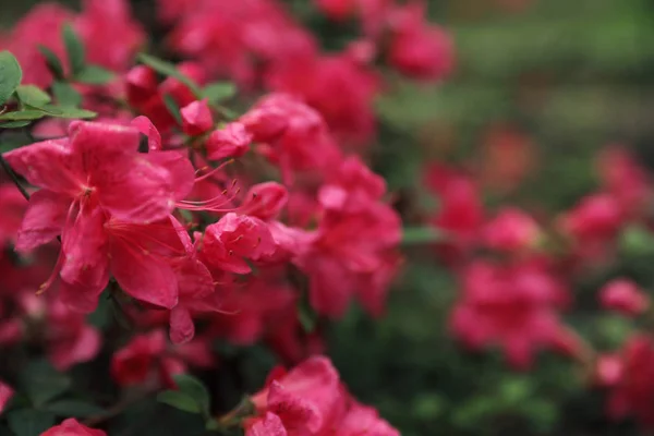 Belles fleurs tropicales minuscules dans le jardin botanique, gros plan. Espace pour le texte — Photo