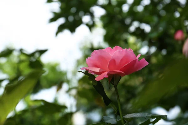 夏日，美丽的玫瑰粉色在花园里绽放。文本空间 — 图库照片