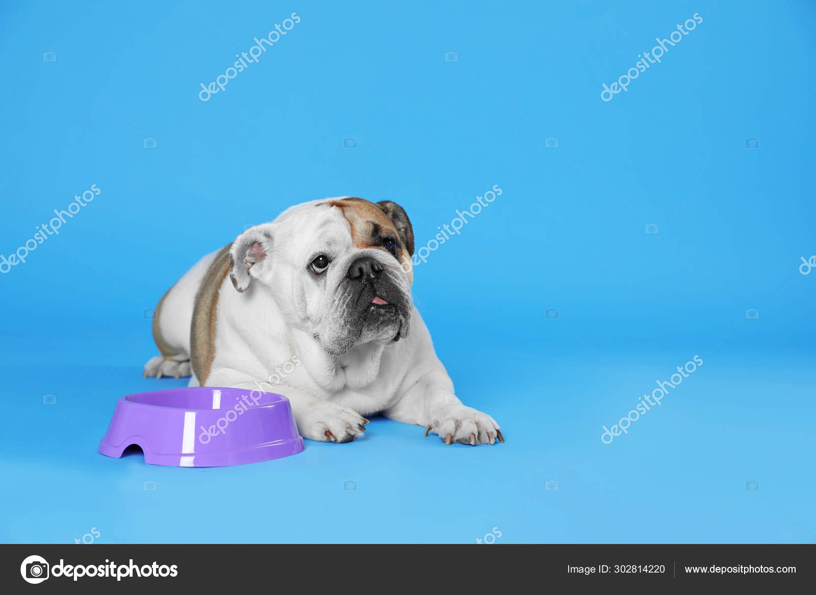 english bulldog feeding bowls