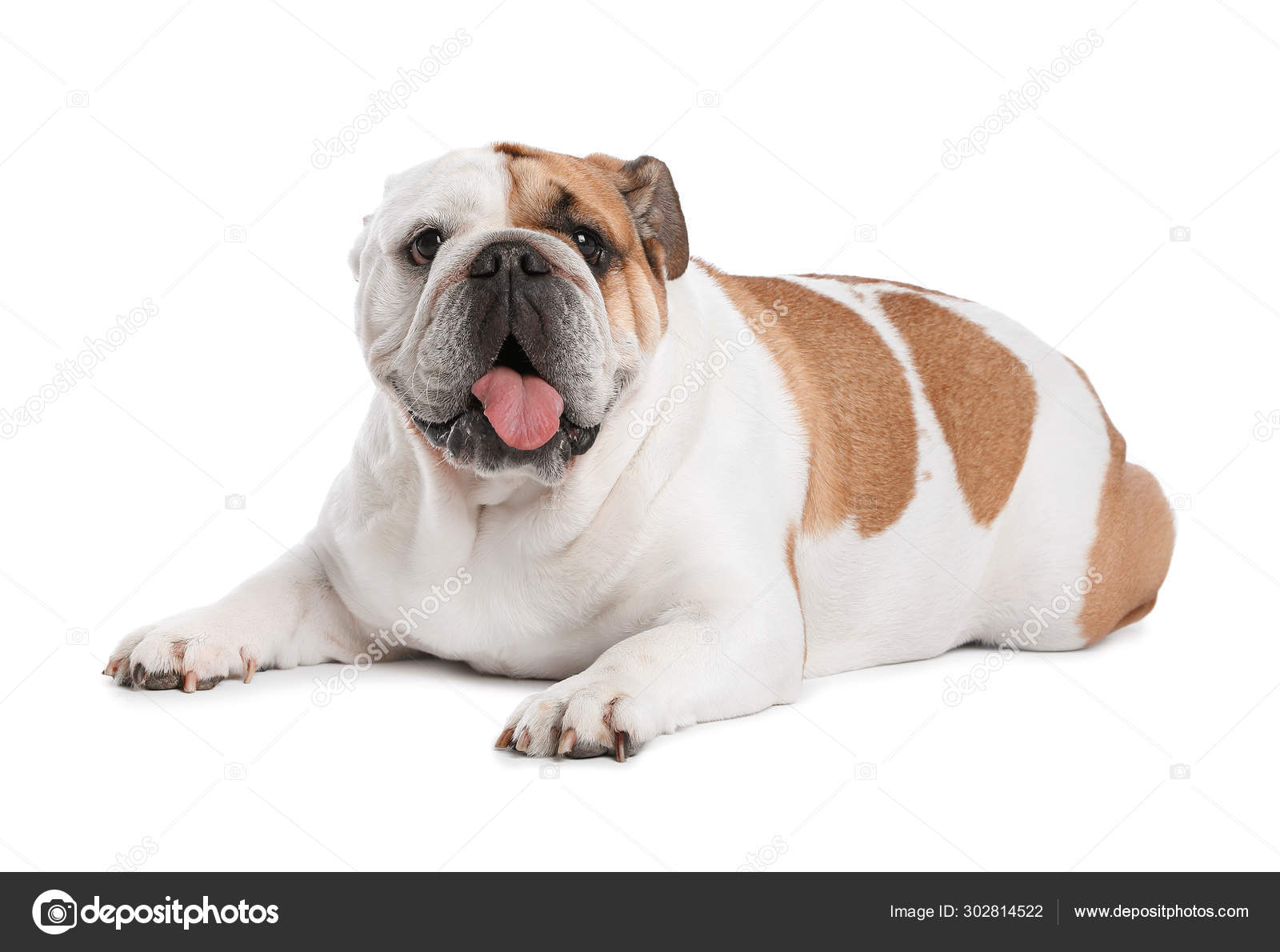 可爱的有趣的英国斗牛犬在白色背景 图库照片 C Liudmilachernetska Gmail Com