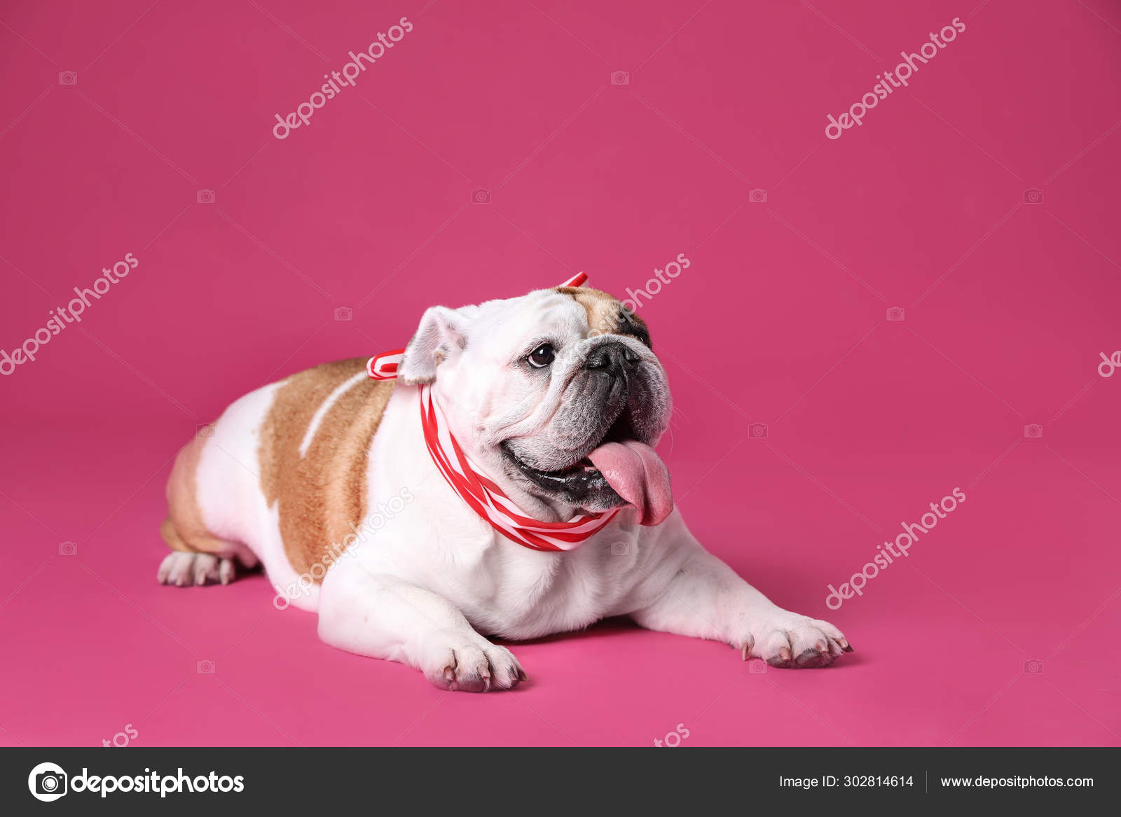 可爱的有趣的英国斗牛犬与粉红色背景的丝带 图库照片 C Liudmilachernetska Gmail Com