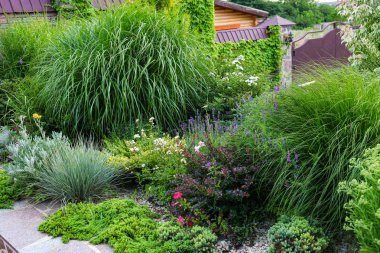 Yaz günü farklı bitkiler ile güzel yeşil bahçe