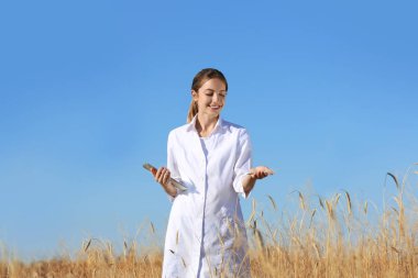 Buğday tarlasında tablet ile Agronomist. Tahıl mahsulü