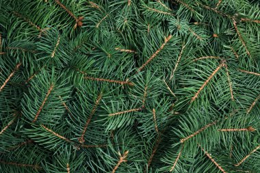 Arka plan olarak Noel ağacının dalları, closeup