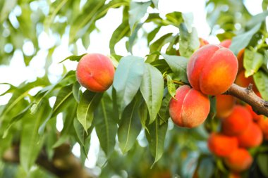 Bahçede ağaç taze olgun şeftali