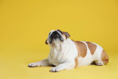 Sarı arka planda sevimli komik İngilizce bulldog