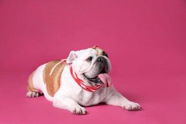 Pembe arka plan kurdele ile sevimli komik İngilizce bulldog