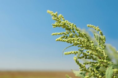 Güneşli bir günde açık havada çiçek açan ragweed bitki (Ambrosia cinsi). Mevsimsel alerji