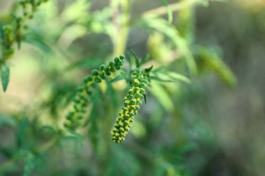Blooming Ragweed (Ambrosia) çalı açık havada, closeup. Mevsimsel alerji