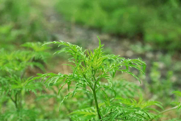 Plante sarclée (genre Ambrosia) à l'extérieur. Allergie saisonnière — Photo