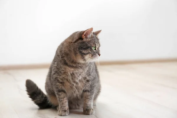 Gato bonito tabby cinza sentado no chão dentro de casa. Bonito animal de estimação — Fotografia de Stock