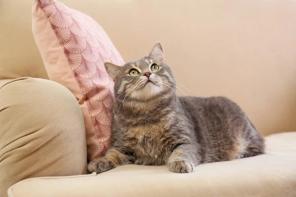 Gato bonito tabby cinza no sofá. Bonito animal de estimação — Fotografia de Stock