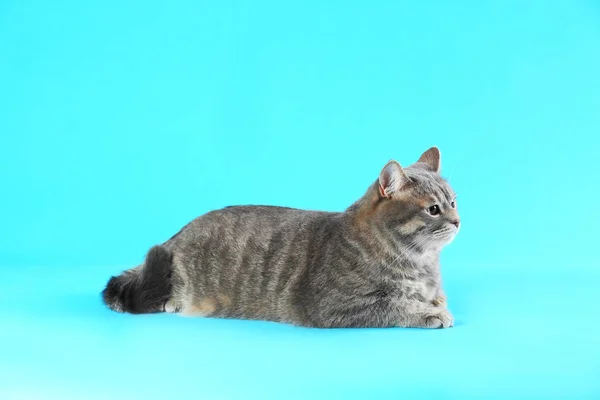 Niedliche grau gestromte Katze auf hellblauem Hintergrund. liebes Haustier — Stockfoto