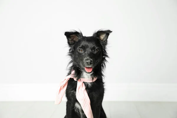 Симпатичный черный пес с шейным платком возле светлой стены в комнате — стоковое фото