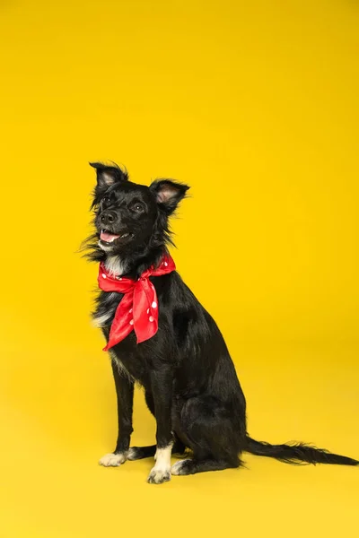 Симпатичная чёрная собака с платком на жёлтом фоне. — стоковое фото