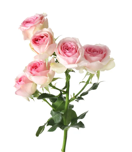 Lindas flores de rosa florescendo no fundo branco — Fotografia de Stock