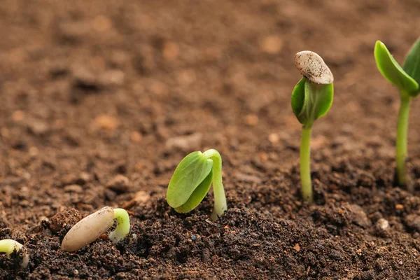 Kleine grüne Sämlinge, die in fruchtbarem Boden wachsen — Stockfoto