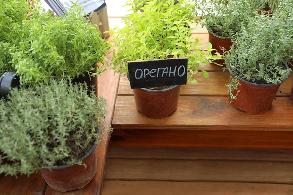 木製の窓枠に新鮮な鉢植えの家庭植物 — ストック写真