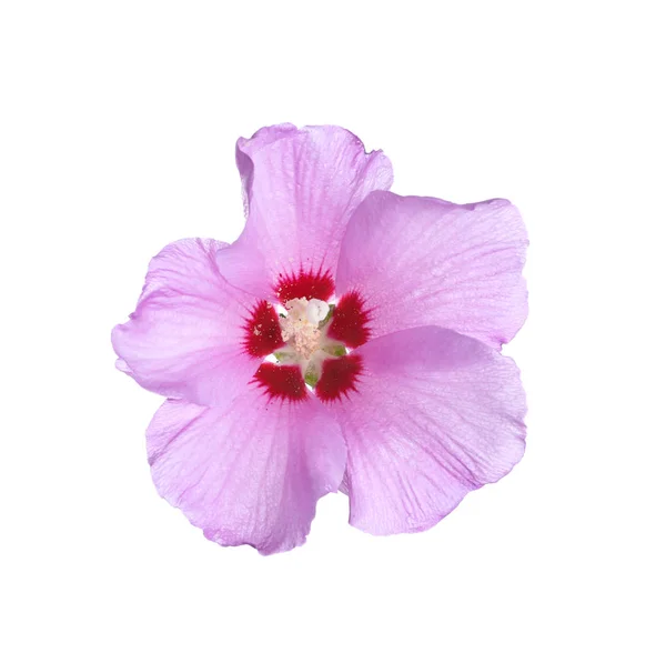 Beyaz arka plan üzerinde güzel tropikal Hibiscus çiçek — Stok fotoğraf