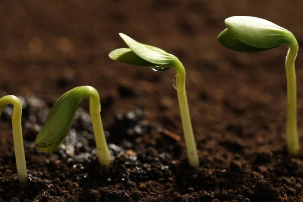 Little green seedlings growing in soil, closeup view — Stock Photo, Image