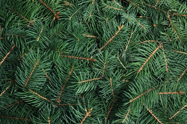 Zweige des Weihnachtsbaums als Hintergrund, Nahaufnahme — Stockfoto