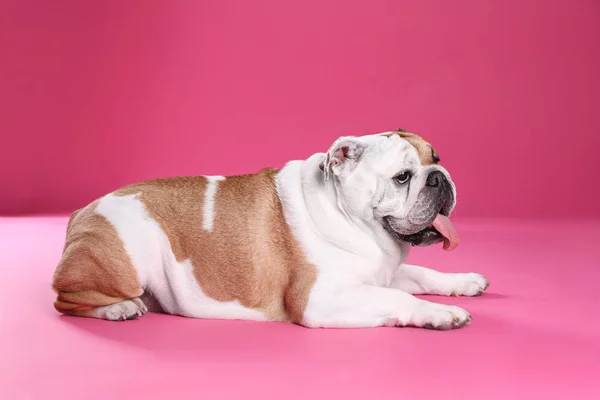 Adorable funny English bulldog on pink background