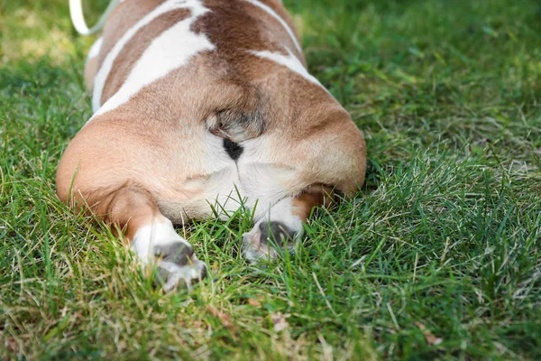 Bulldog Inglés sobre hierba verde en el parque, primer plano — Foto de Stock