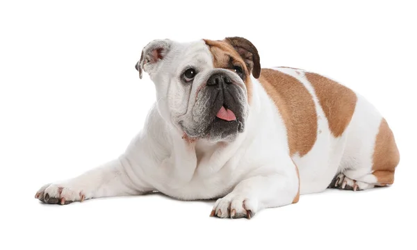 Adorable funny English bulldog on white background — Stock Photo, Image