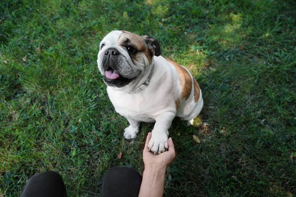 Funny English bulldog giving his paw to owner in park, closeup