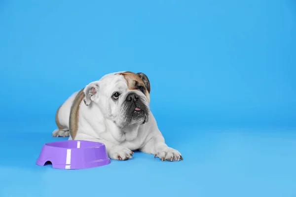 Adorable funny English bulldog with feeding bowl on light blue background, space for text