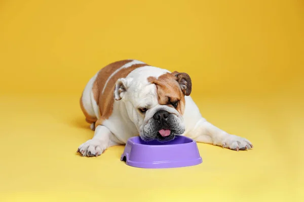 Adorable funny English bulldog with feeding bowl on yellow background