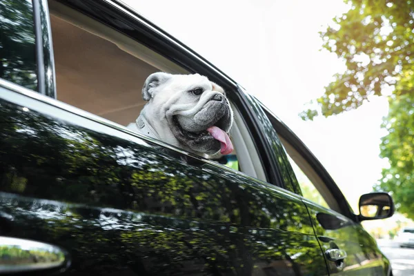 Funny English bulldog looking out of car window