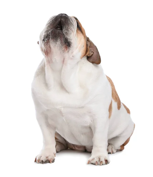 Schattig grappig Engels Bulldog op witte achtergrond — Stockfoto