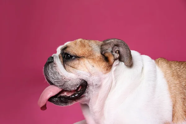 Adorable funny English bulldog on pink background