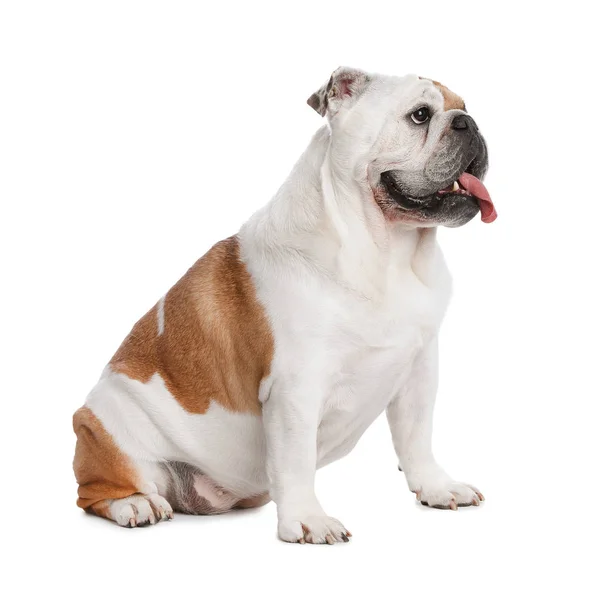 Adorable funny English bulldog on white background — Stock Photo, Image