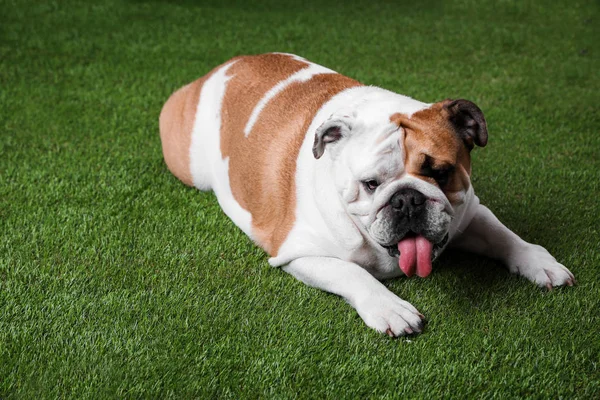 Adorable funny English bulldog lying on grass