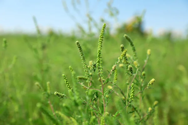 Blommande Ambrosia växt (Ambrosia släkte) utomhus på soliga dagen. Säsongsbunden allergi — Stockfoto