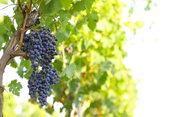 Uvas jugosas frescas maduras que crecen en el viñedo — Foto de Stock