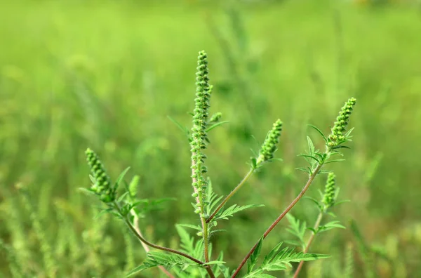 Blommande Ambrosia växt (Ambrosia släkte) utomhus på soliga dagen. Säsongsbunden allergi — Stockfoto